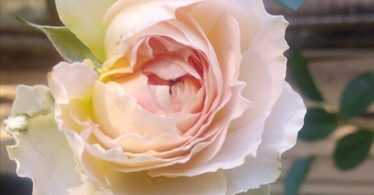 秋バラ part1｜fées