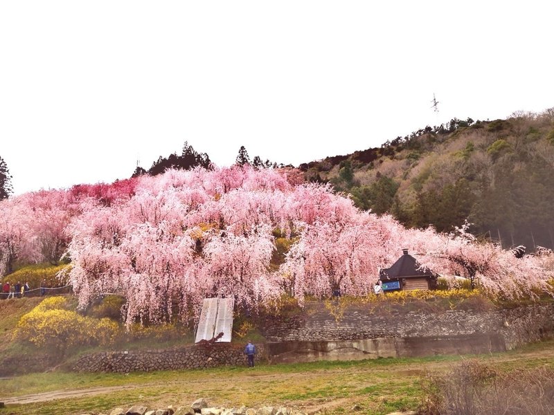 日本一のしだれ桜の町 神山町 高橋誠 Note 日本一のしだれ桜の町 神山町 高橋誠 Note