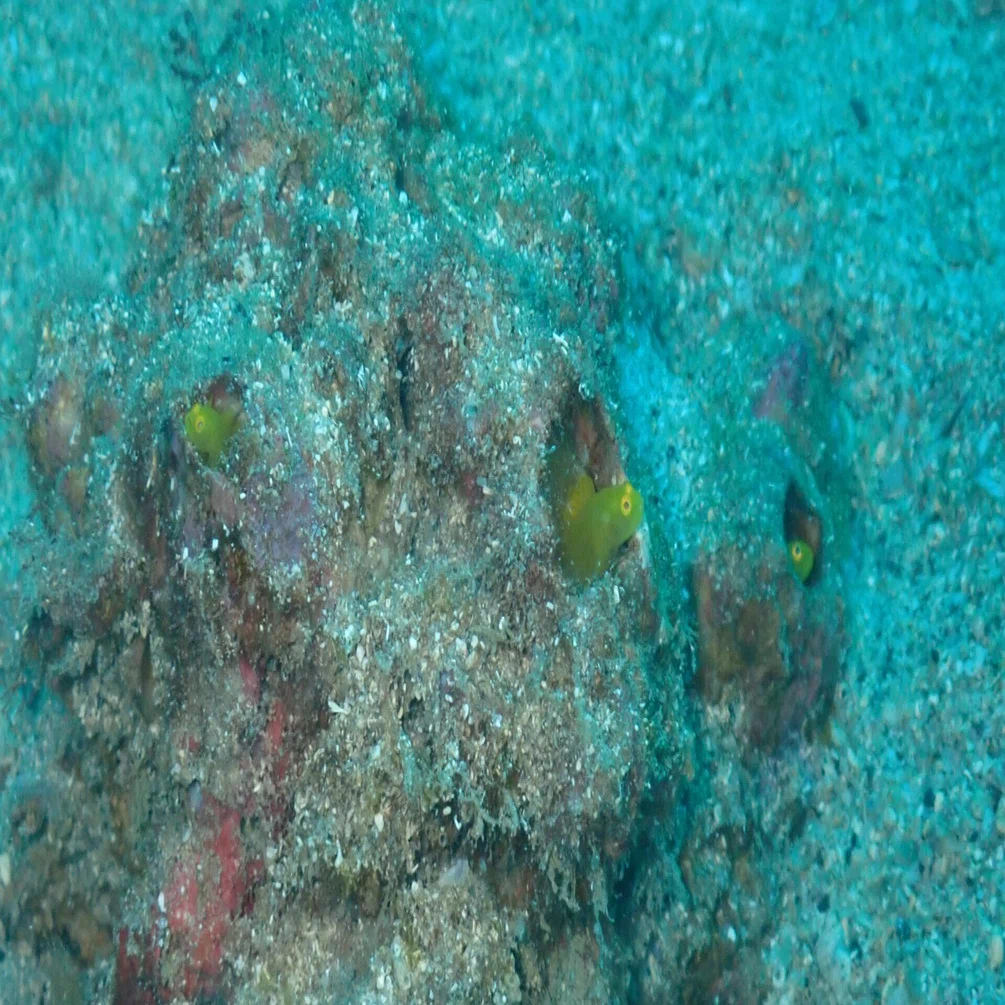串本 diving log（その2）｜Naoki