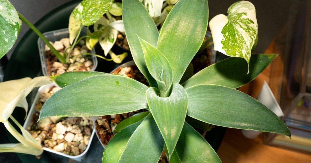 アガベ・アテナータ・ボーチンブルーの成長記録｜燃えるゴミ