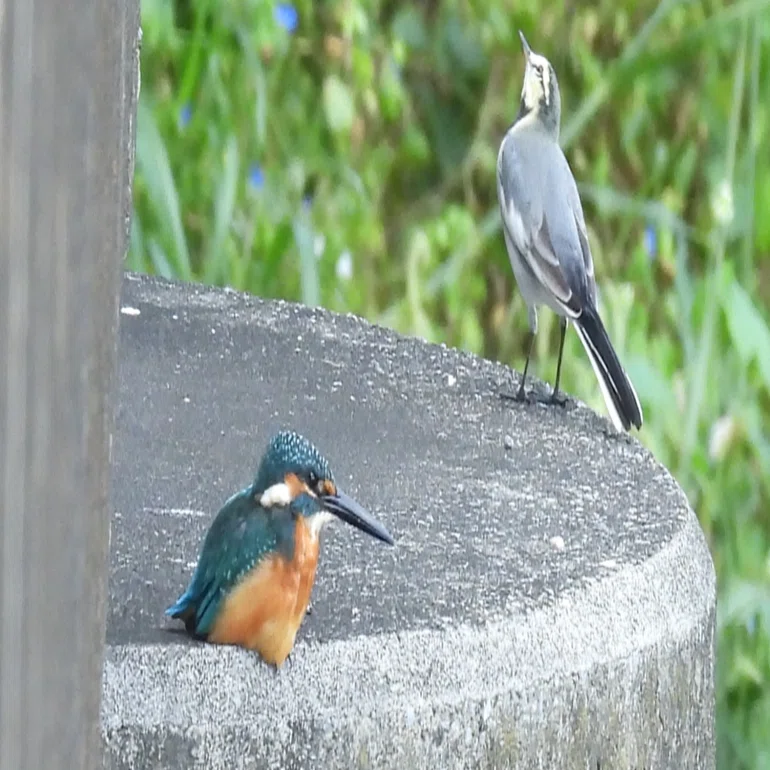 10/5のカワセミ｜めだかの鳥