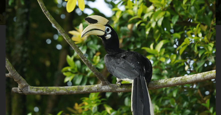 シンガポールに眠るサイチョウの物語｜Ringo-Singapore