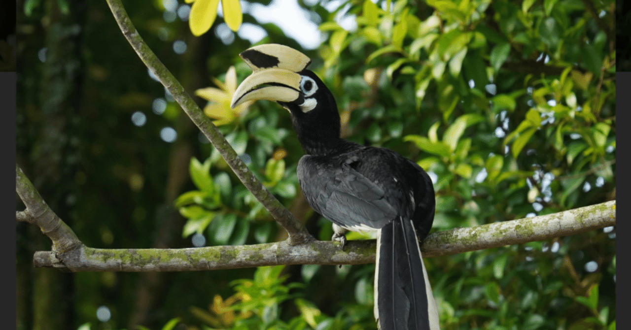 シンガポールに眠るサイチョウの物語｜Ringo-Singapore