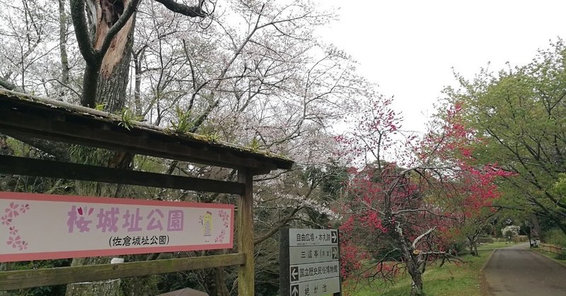 桜🌸2020　⑸佐倉城址公園