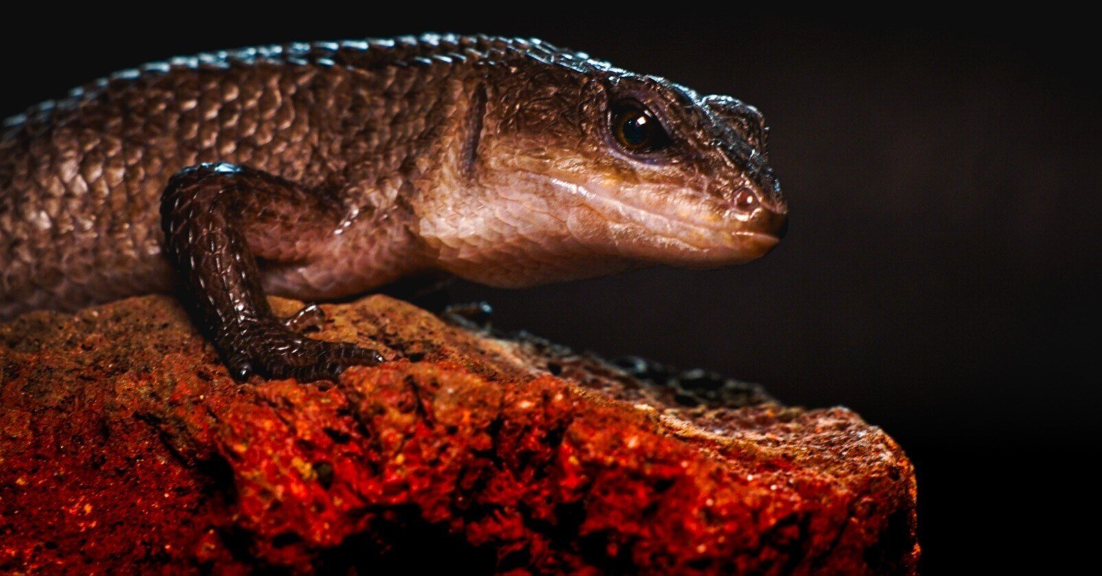 爬虫・両生類ビジュアルガイド　イモリ・サンショウウオの仲間 ヨドバシ.com - 爬虫・両生類ビジュアルガイド イモリ・サンショウウオ