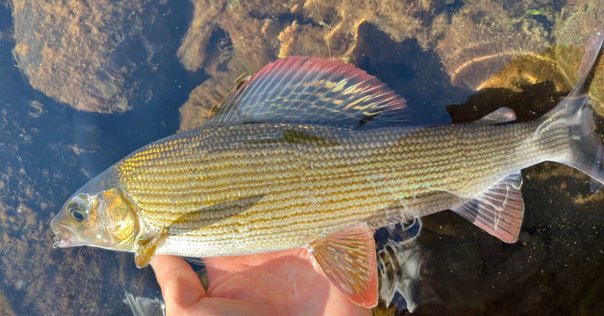 美品　ホワイトウルフ62MLS ロデオクラフト　エリアトラウト インプレ】初心者がイキってハイエンドロッド使ってみた⑪