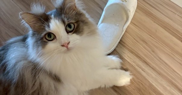 Ｃ58，こたろう GO!GO!7188 - Wikipedia