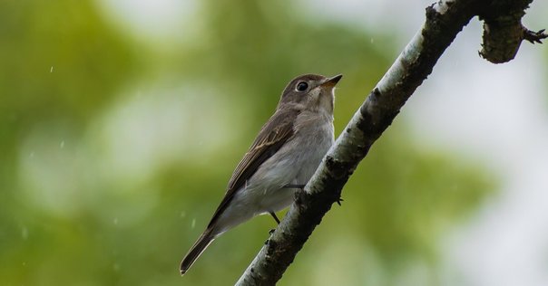小さなミミズクさんたち｜オオコノハズク Feathered-toed Scops