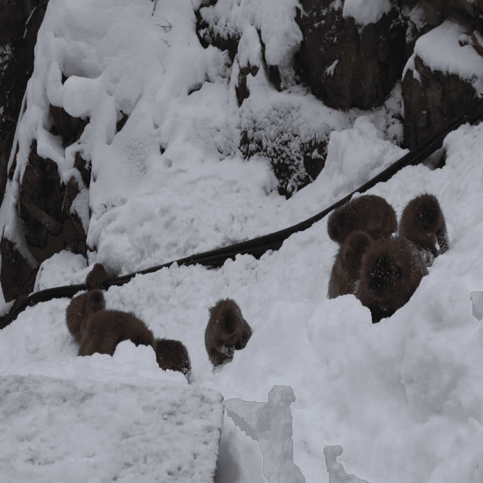 日本でしか見られない「お猿の温泉」｜Yuzu:)