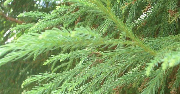 杉の花粉 ② スギ花粉がどれだけ飛んでいるか計算してみた｜ブンイチ（文一