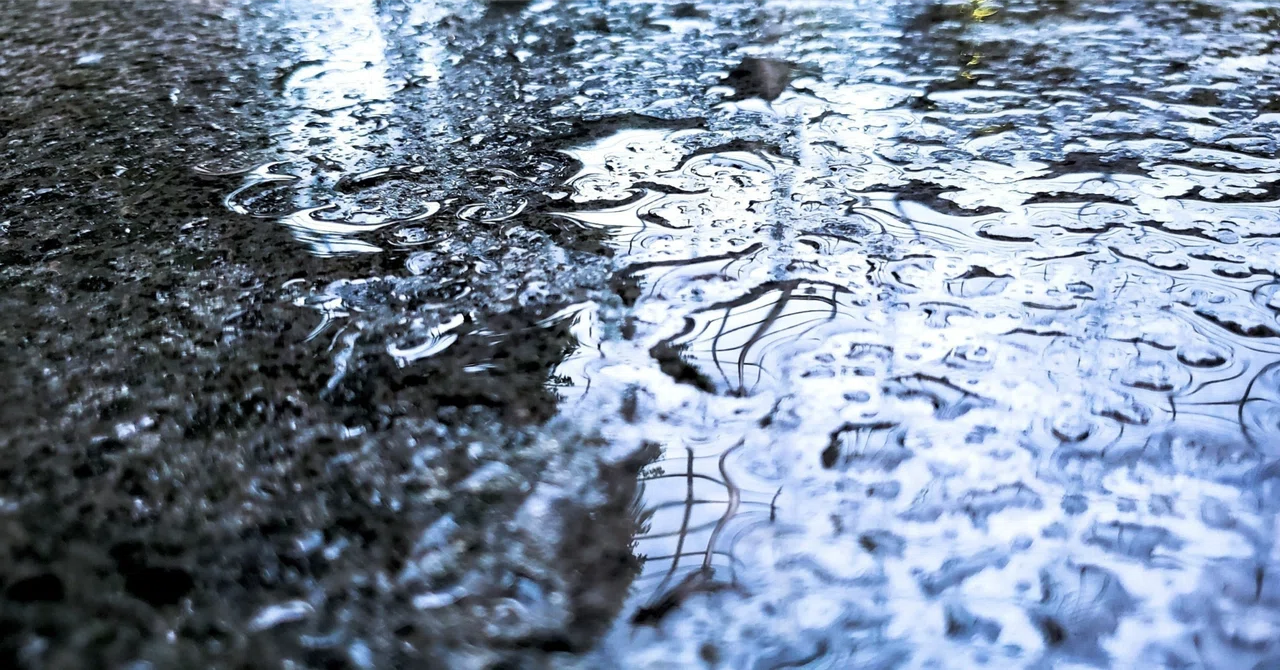 [Essay] Enjoying the Sound of Autumn Rain｜家出猫の本棚