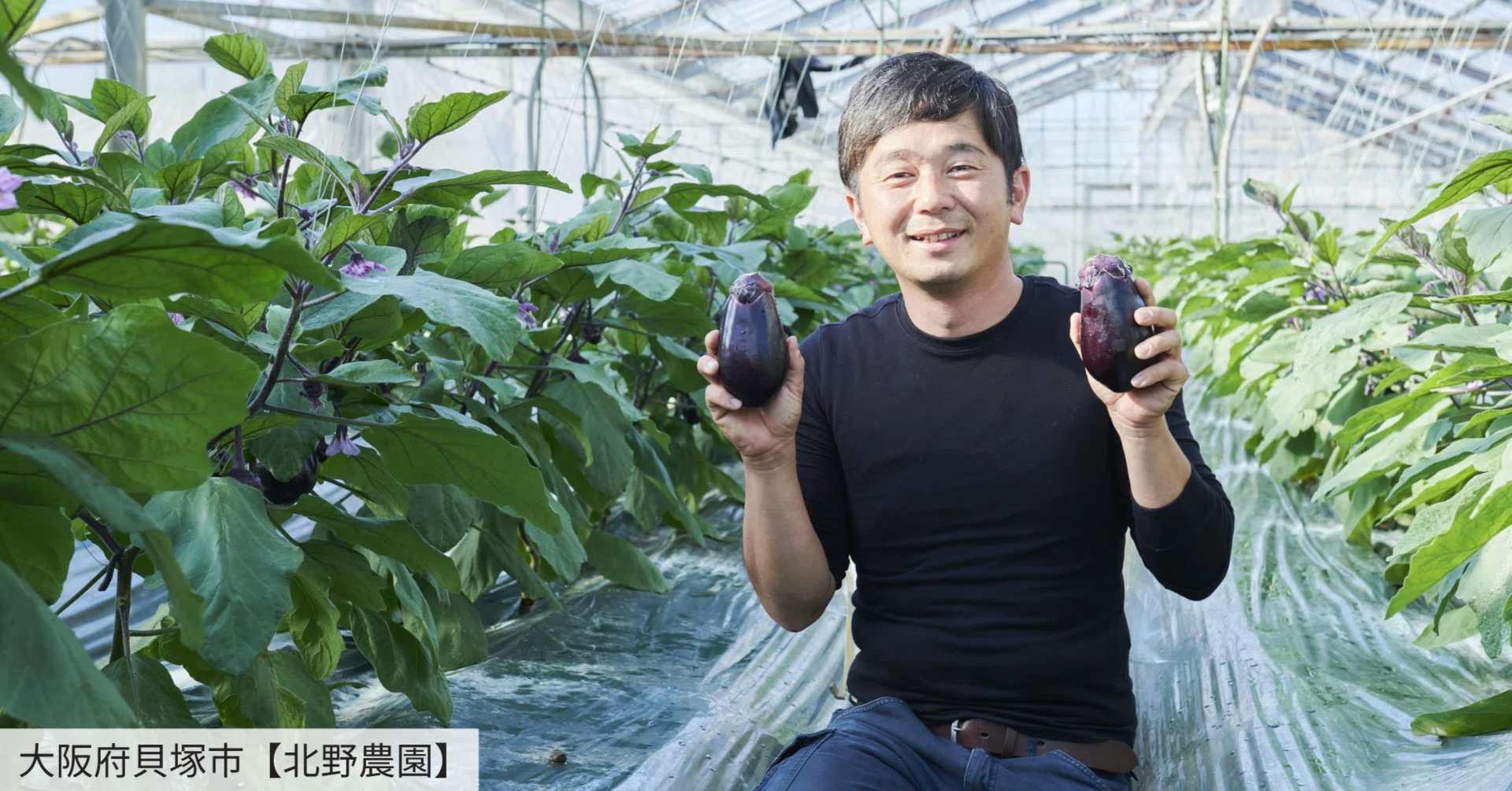 水なすの原種を復活させたい」なにわの伝統野菜を育てる農園の挑戦