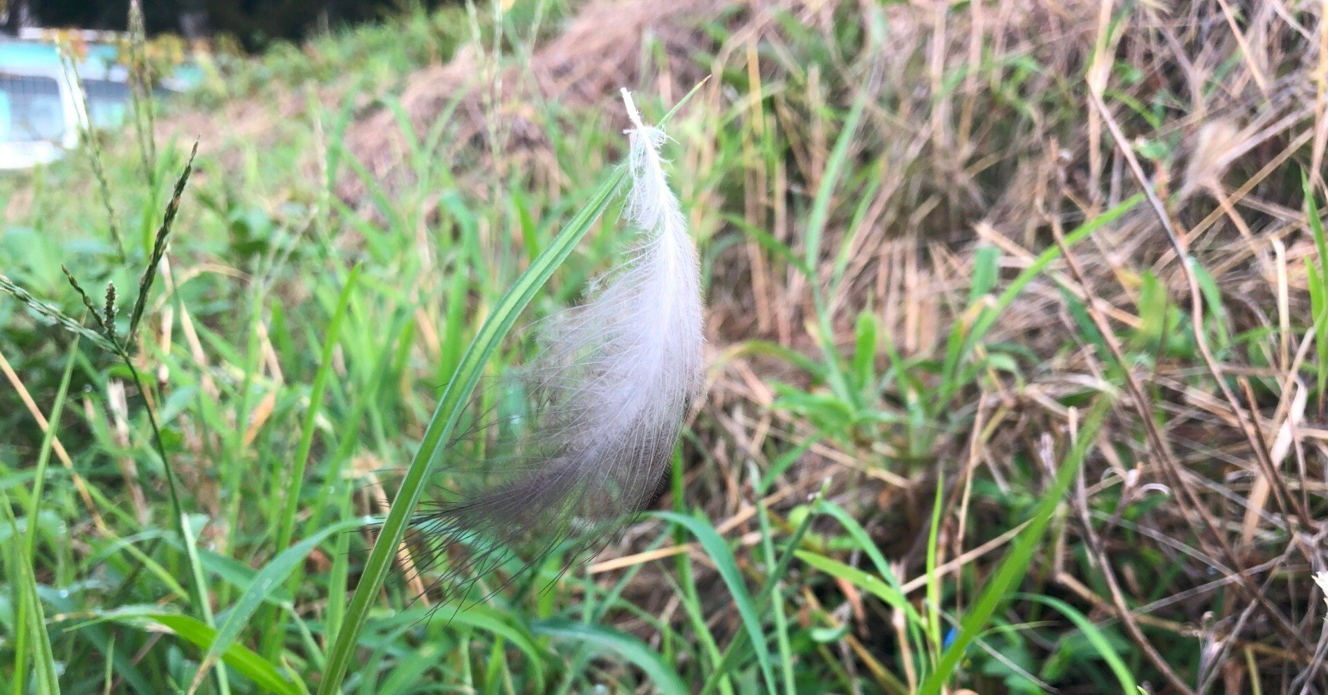 スズメがガラスに「ゴンッ！」してきた朝の話｜studio summit