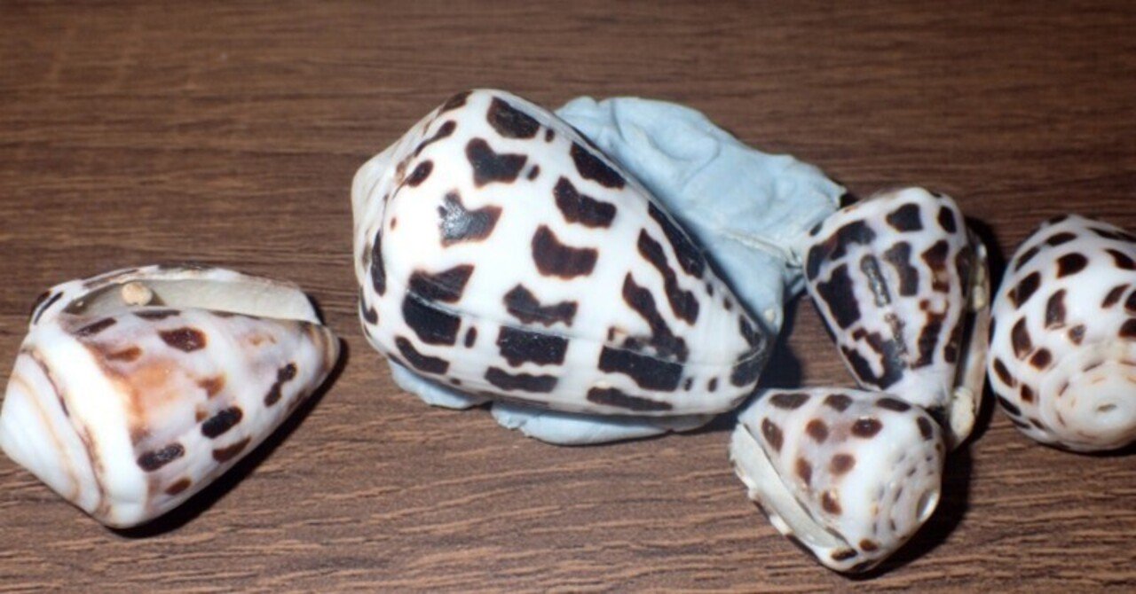 拾いに行くならこんな貝殻⑭ニシキミナシガイ、タガヤサンミナシ