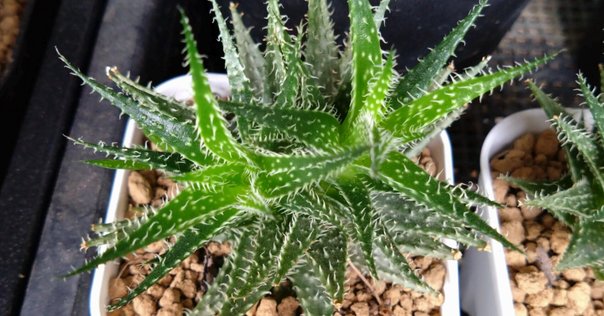 アロエ ハイブリッド テンプラ TCT株 Aloe Tempra アロエ テンプラ | GREEN LUCK