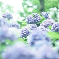 米と大豆の花言葉 キッチンからつぶやく50代主婦のサスティナブルな毎日 Note