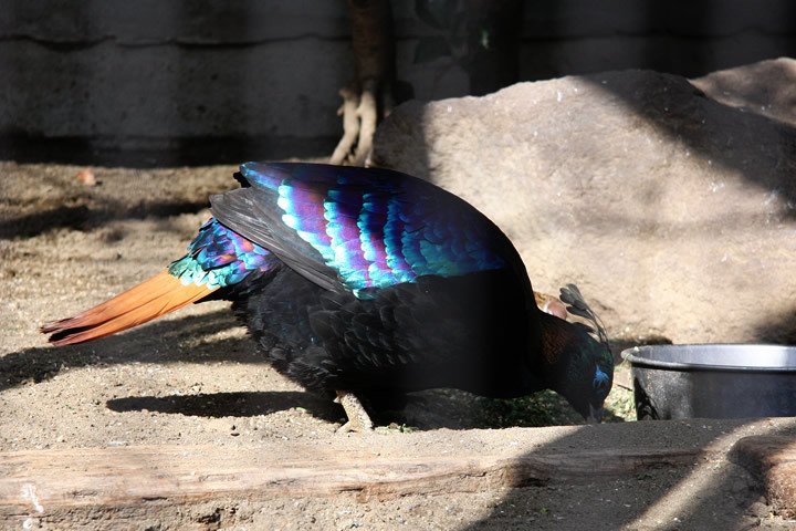 黒い孔雀っているんですね アザミの花に棘あれば Note 黒い孔雀っているんですね アザミの花に棘あれば Note
