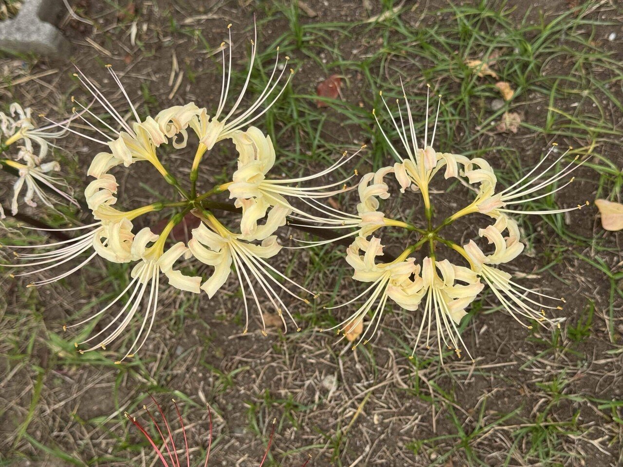 金曜日の彼岸花｜ficus-ruby