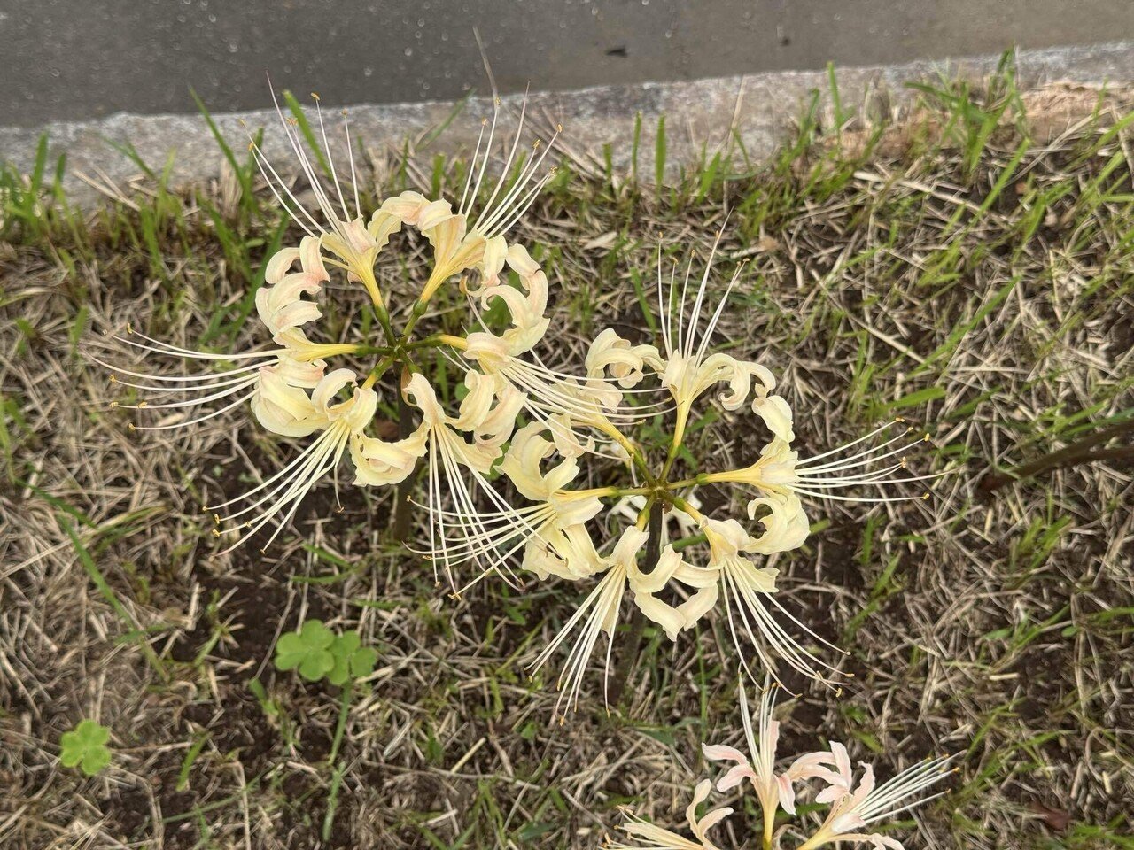 金曜日の彼岸花｜ficus-ruby