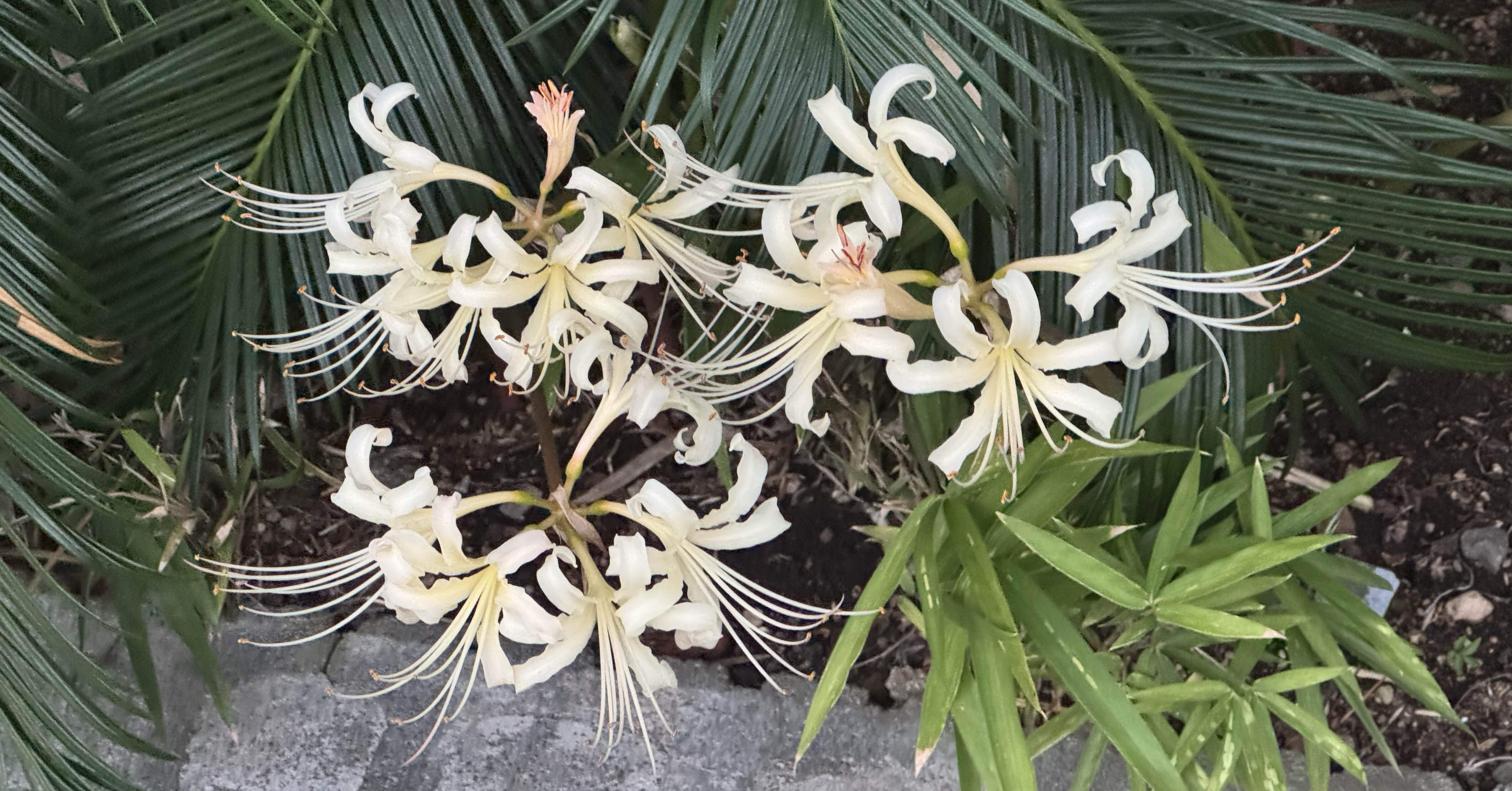 金曜日の彼岸花｜ficus-ruby