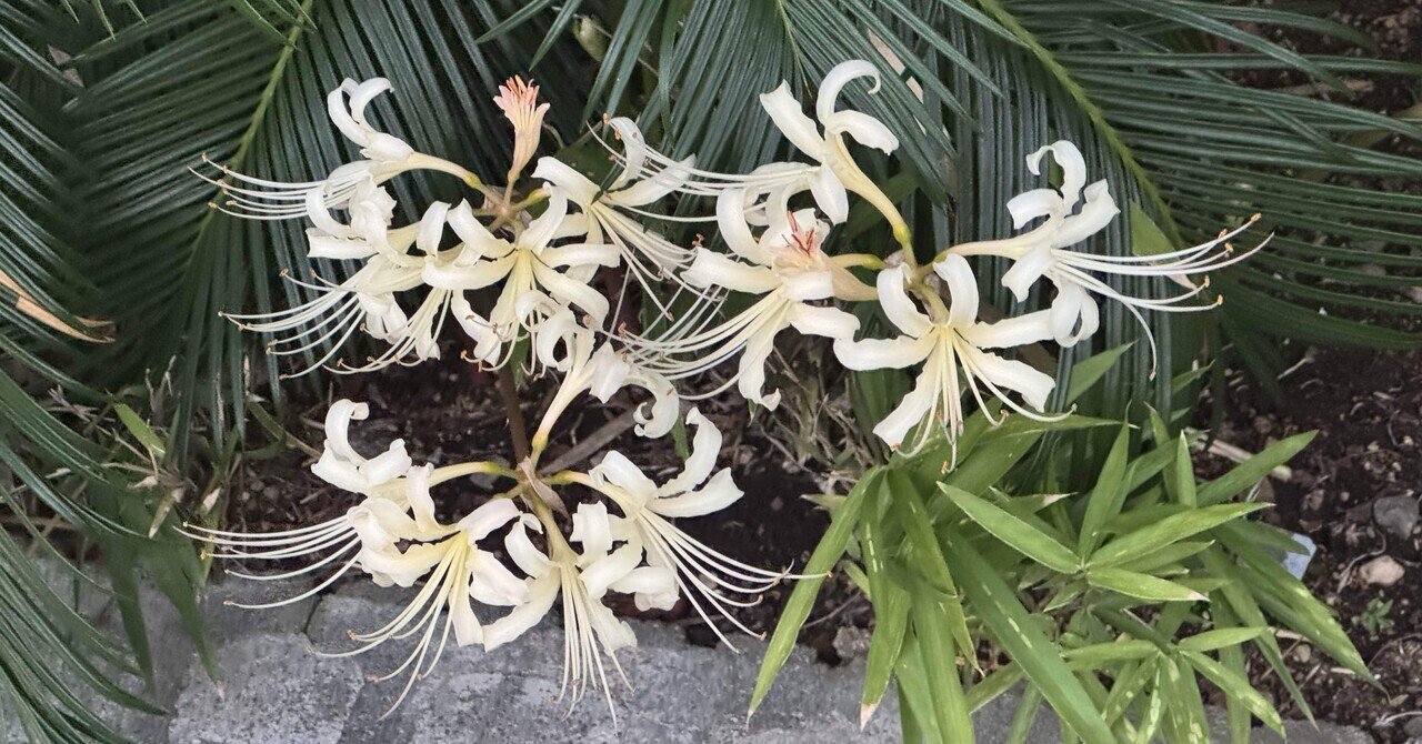 金曜日の彼岸花｜ficus-ruby