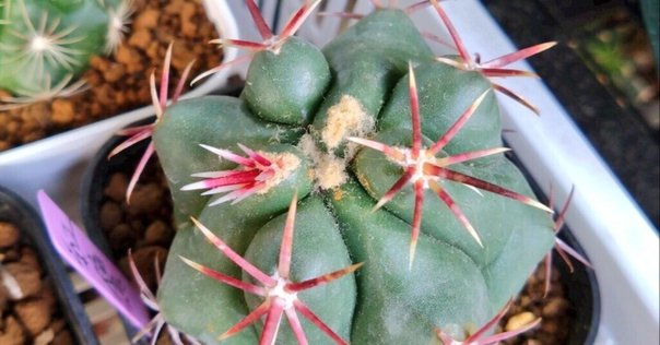 アガベ チタノタ 鷹眼 チタノタ 鷹眼 Belgian Hawkeye 神鷹錦 白覆輪斑