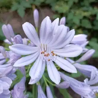 よこぴ