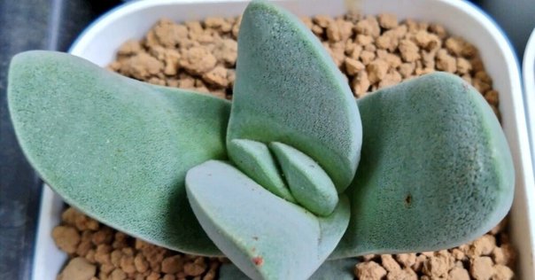 アヌビアス・ナナ・シックリーフ｜アクアモノグラフ情報｜NoA