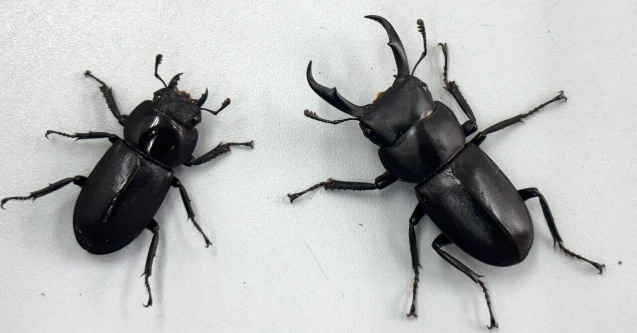 Mainland Dorcus rectus Breeding Record (Korean Origin) [#1]｜ちろ