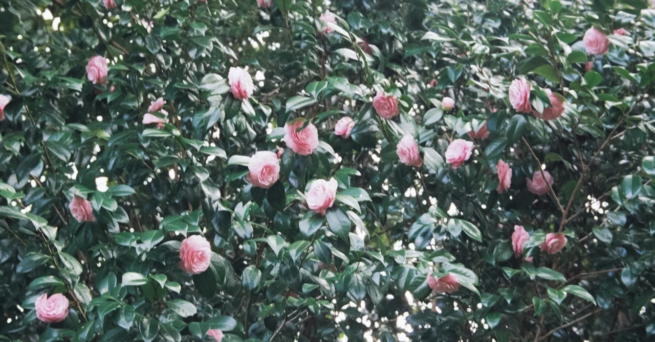 お散歩写真記 ＃27｜tomitomi_otomi