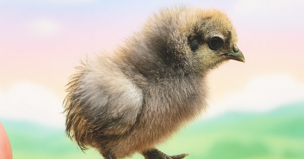 島の平飼い卵 222たまご｜珈琲とおやつ タコのまくら