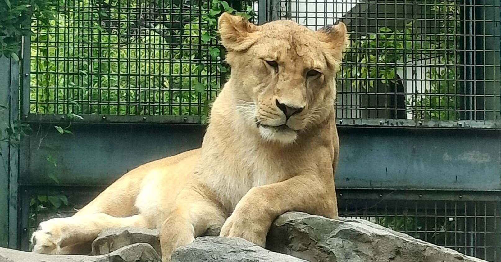 いしかわ動物園のライオンたち｜のぶう