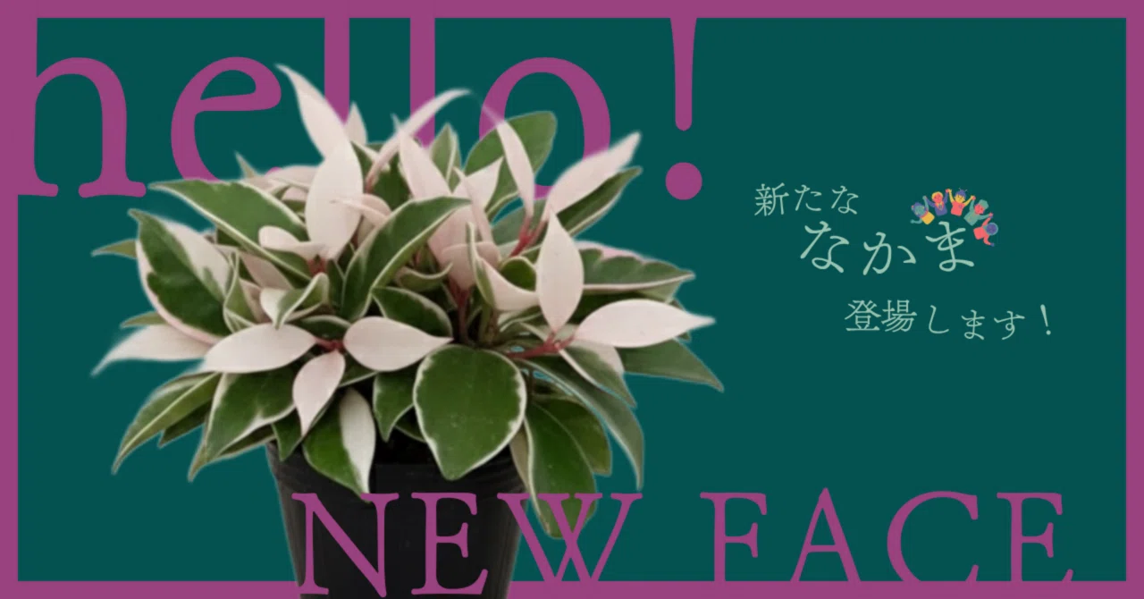 New Companion》 Hoya carnosa 'Lip Color' 《Love at First Sight