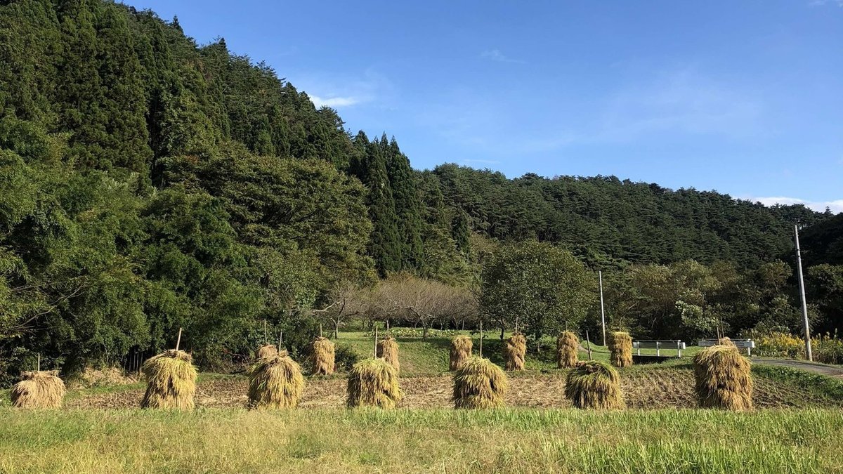 葉物収穫機 葉物ハーベスタ ヤンマー クボタ 農業 農機具 DIY 製品情報