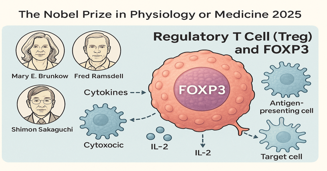 2025年ノーベル生理学・医学賞：免疫の「制御装置」を解き明かし