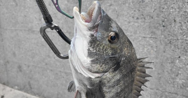 ティモン　クランクベイト　15個セット エリアトラウト トップルアー 15個セット ミッツ、デカミッツ ティモン