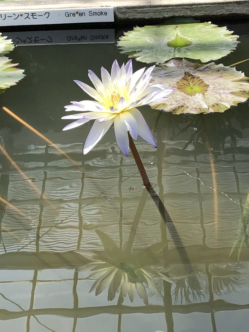 4月2日 睡蓮を育てたいと思った 飛鳥ちきん Note 4月2日 睡蓮を育てたいと思った 飛鳥ちきん Note