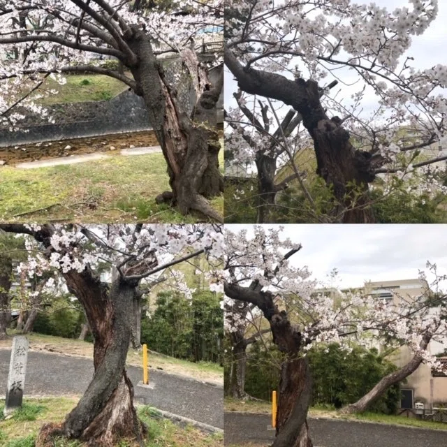 桜2