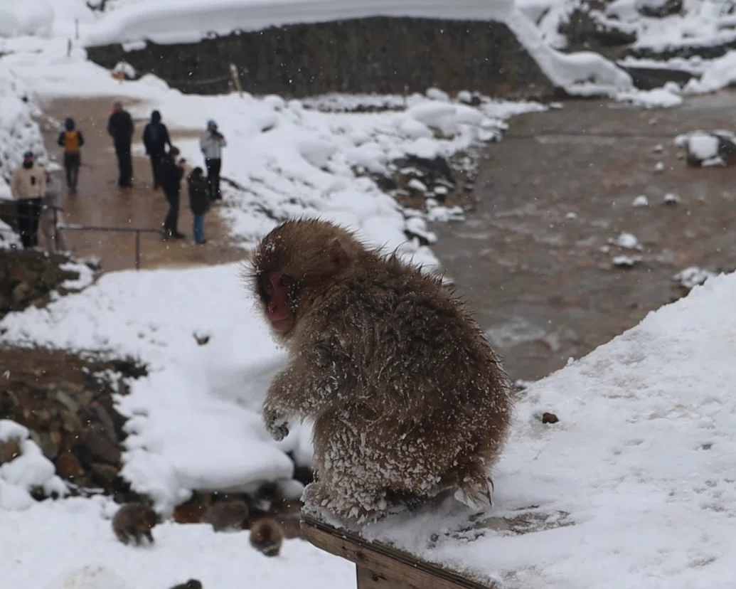 日本でしか見られない「お猿の温泉」｜Yuzu:)