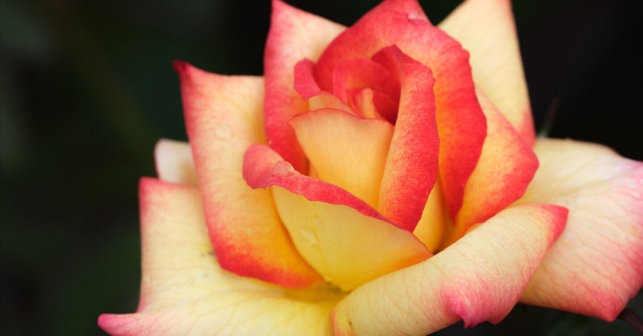 秋薔薇　ページ sddefault.jpg