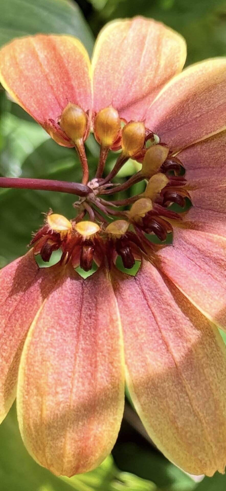 ブルボフィルム マスターシアヌム 魅惑の扇花の美と受粉メカニズム