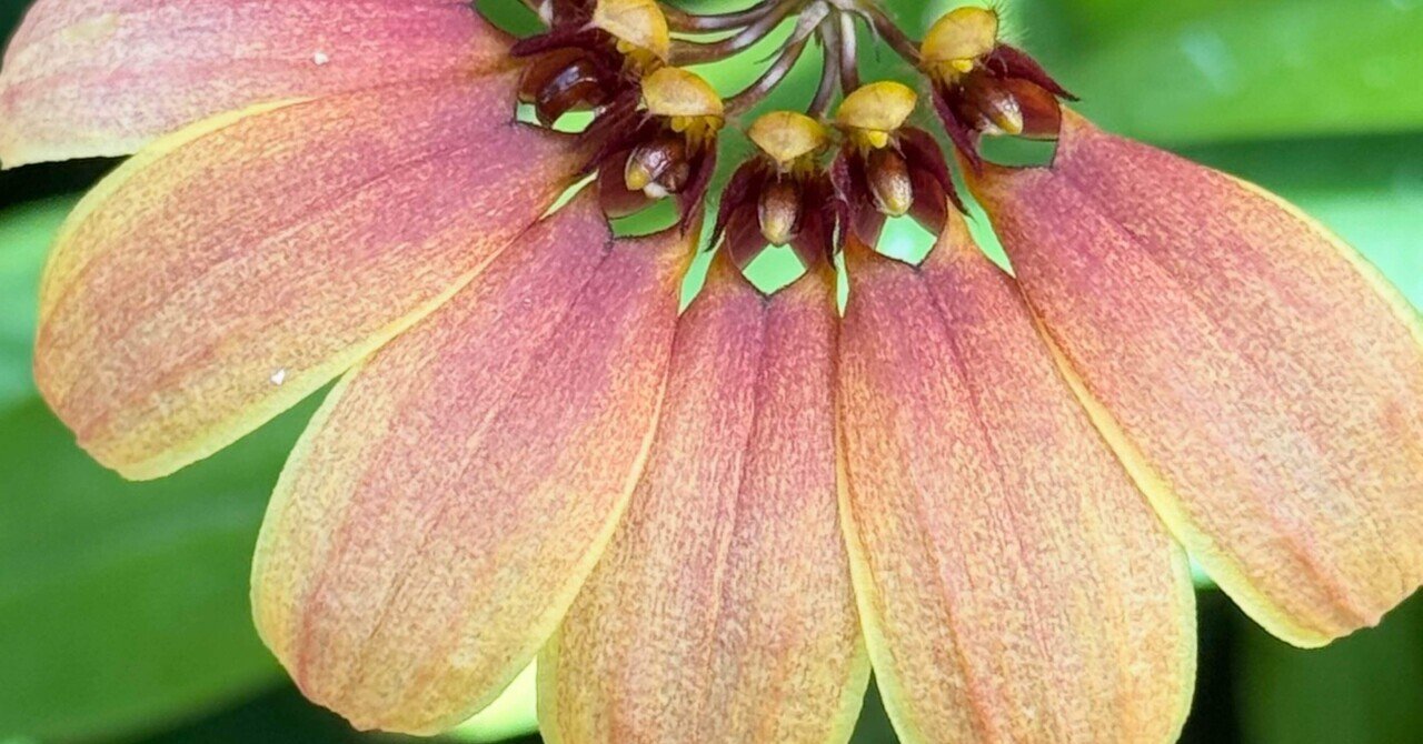 エキノドルス　ビッグベアー　特大株 エキノドルス ビッグベアー 特大株 エキノドルス・ビッグベアー