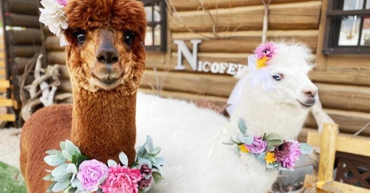 リングボーイ の新着タグ記事一覧 Note つくる つながる とどける