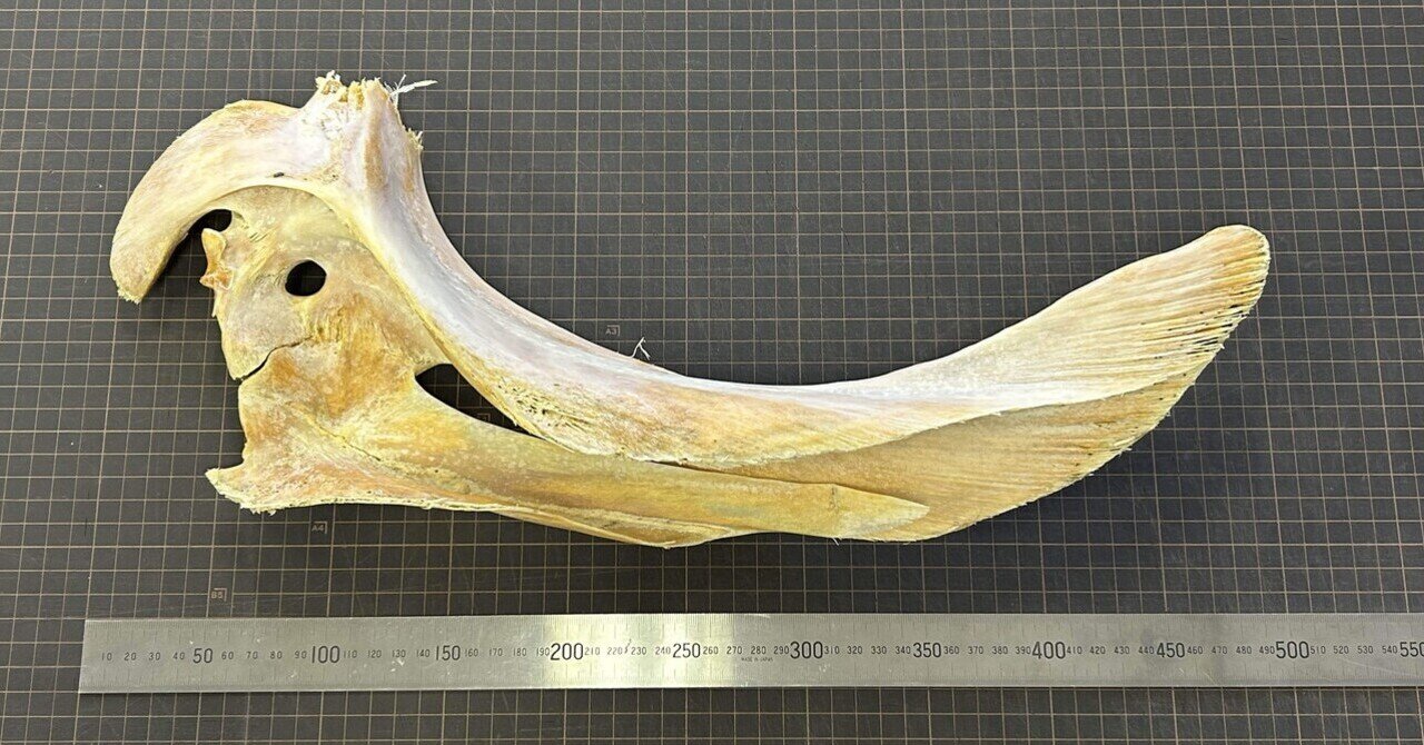 十勝海岸で拾ったマグロの骨｜浦幌町立博物館