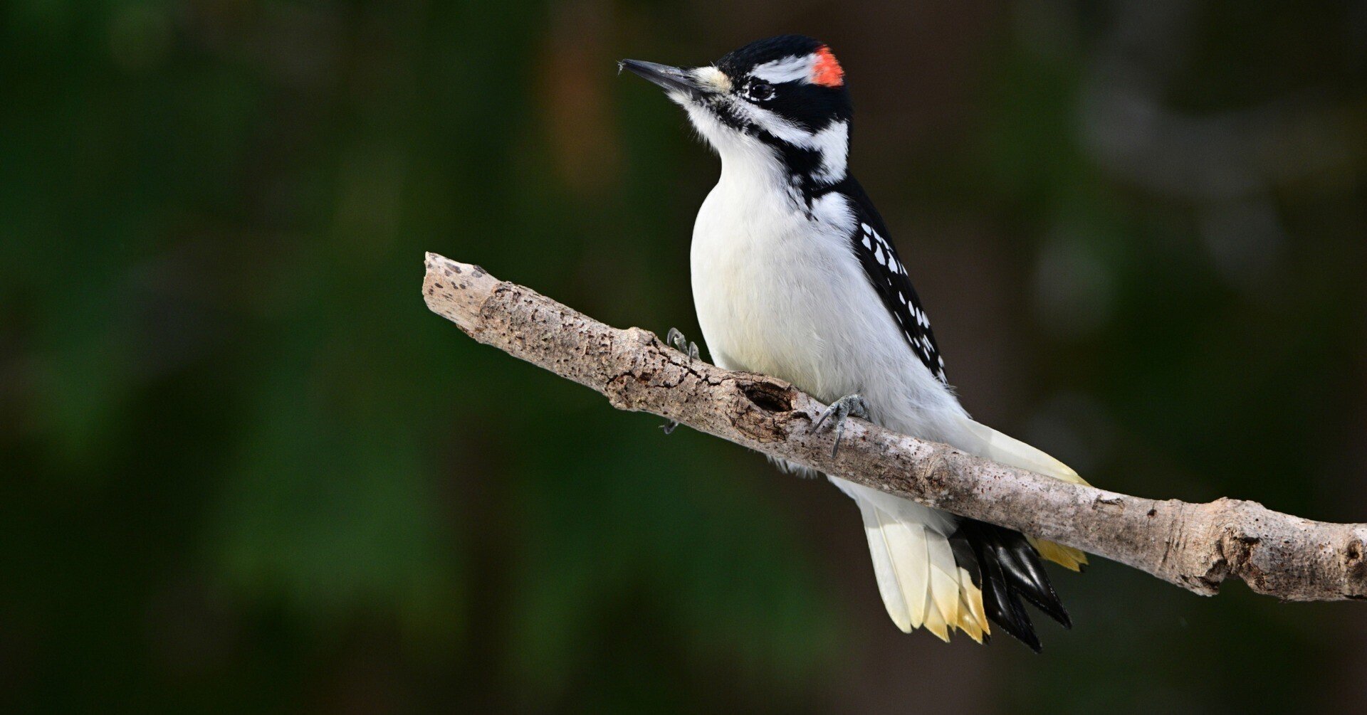 山岡孫吉伝?三円六十銭から百億長者へ (1956年) 山岡孫吉伝 : 三円六十銭から百億長者へ(山岡荘八 著) ⁄ 古本、中古本