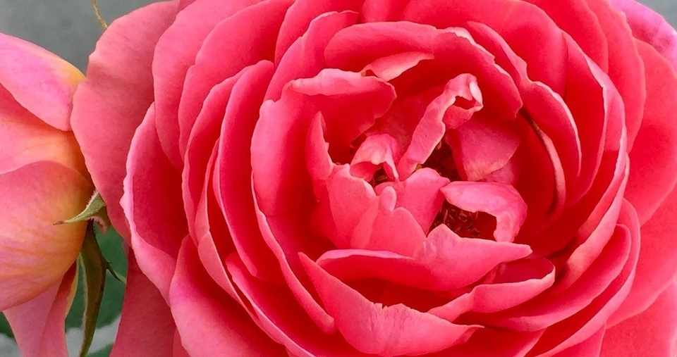 日記 セーラームーン映画で目をはらした記憶 コナ Note