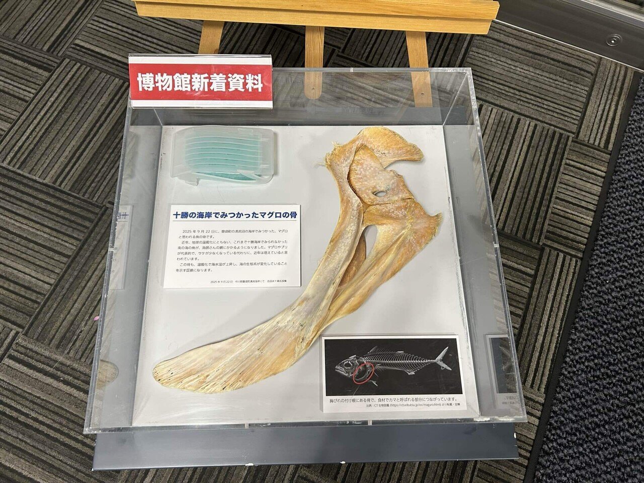 十勝海岸で拾ったマグロの骨｜浦幌町立博物館