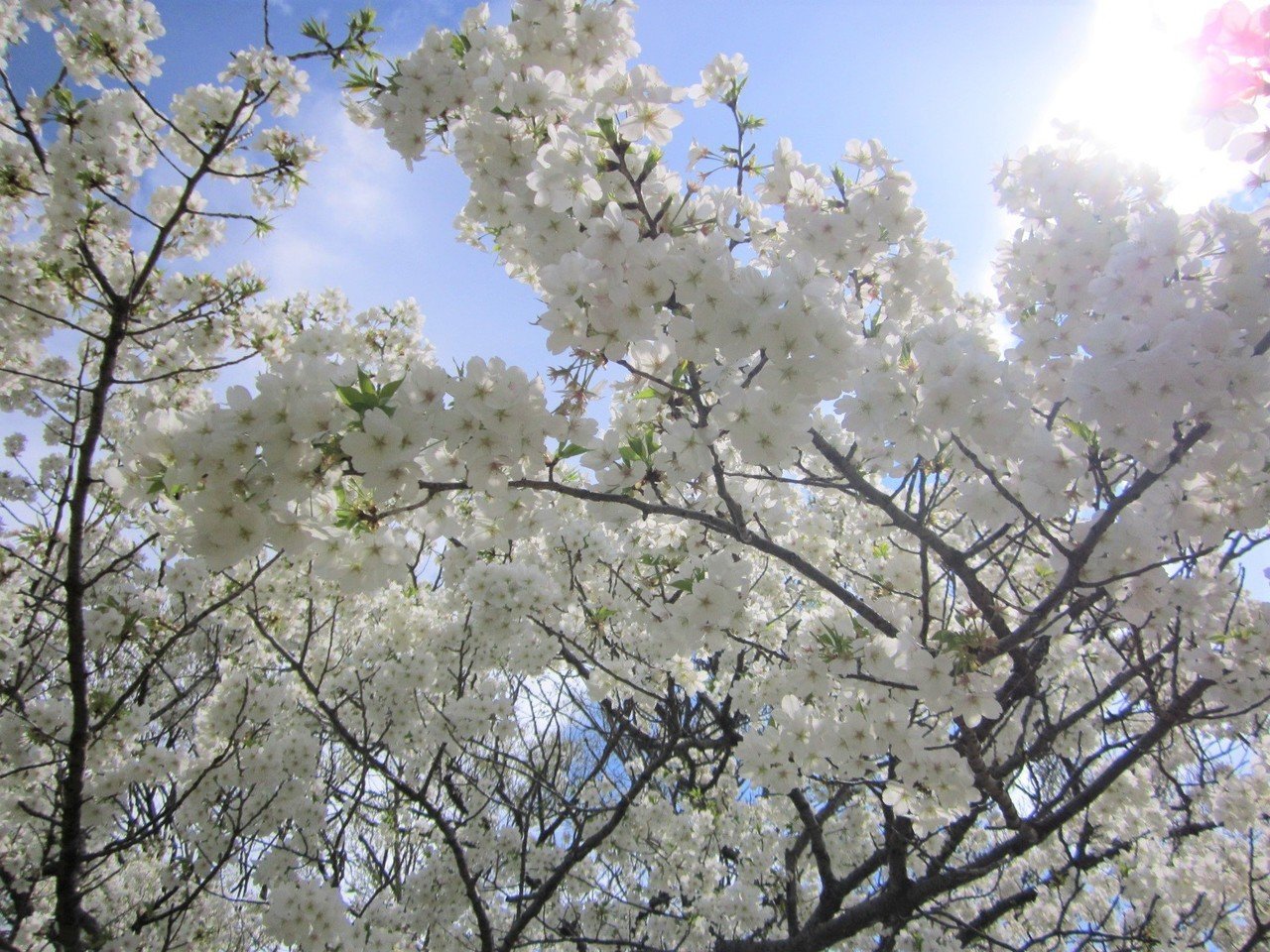 ヨコハマ散歩 根岸森林公園の桜の大樹 真帆 沁 Maho Shin 文筆家 Note