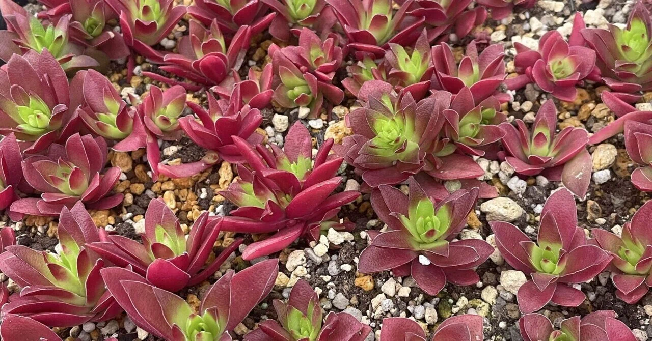 多肉植物を紅葉させる3つのポイント🍁簡単にできる環境づくり｜福岡