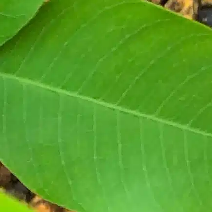 丸葉萩